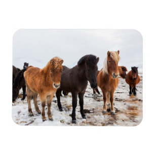 Isländisches Pferd im Winter auf Island Magnet