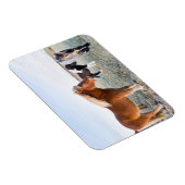 Isländisches Pferd im Winter auf Island Magnet (Rechte Seite)