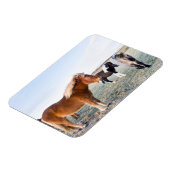 Isländisches Pferd im Winter auf Island Magnet (Linke Seite)