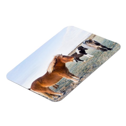 Isländisches Pferd im Winter auf Island Magnet (Linke Seite)