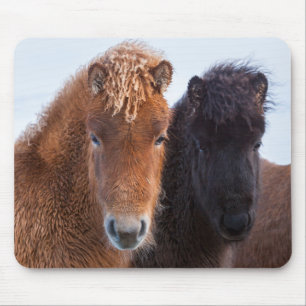 Isländisches Pferd im Winter auf Island Mousepad