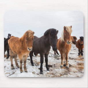 Isländisches Pferd im Winter auf Island Mousepad