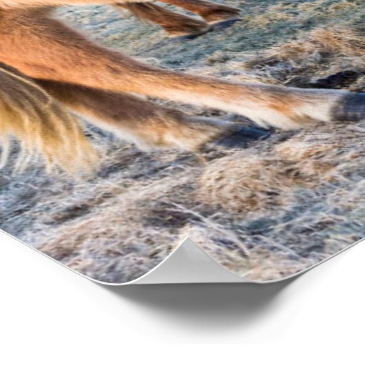 Isländisches Pferd im Winter auf Island Poster (Ecke)