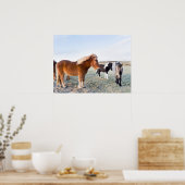 Isländisches Pferd im Winter auf Island Poster (Küche)