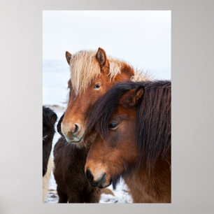 Isländisches Pferd im Winter auf Island Poster