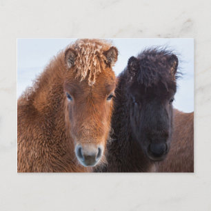 Isländisches Pferd im Winter auf Island Postkarte