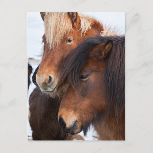 Isländisches Pferd im Winter auf Island Postkarte