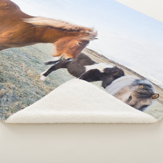 Isländisches Pferd im Winter auf Island Sherpadecke (3/4)