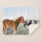 Isländisches Pferd im Winter auf Island Sherpadecke (Vorderseite (Horizontal))