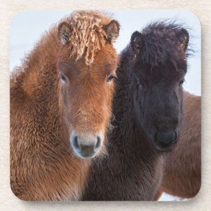 Isländisches Pferd im Winter auf Island Untersetzer