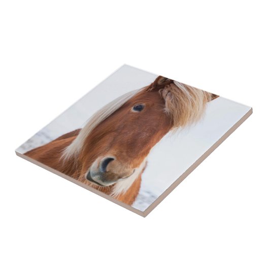 Isländisches Pferd im Winter Fliese (Seite)