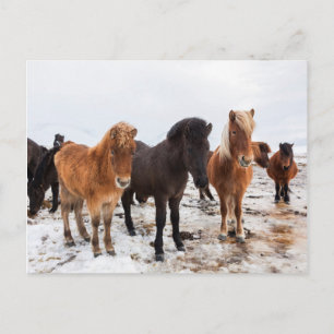 Isländisches Pferd im Winter in Island Postkarte