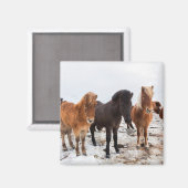 Isländisches Pferd im Winter Island Magnet (Vorderseite/Rückseite)