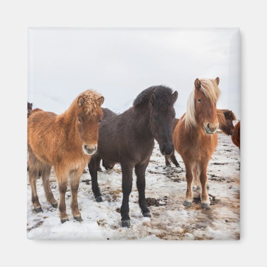Isländisches Pferd im Winter Island Magnet (Vorne)