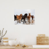 Isländisches Pferd im Winter Island Poster (Küche)