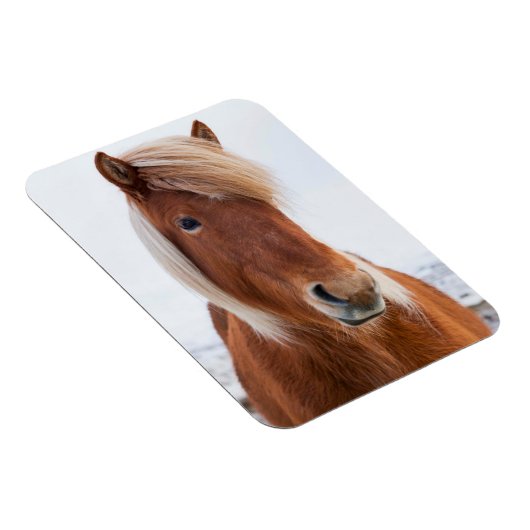 Isländisches Pferd im Winter Magnet (Rechte Seite)