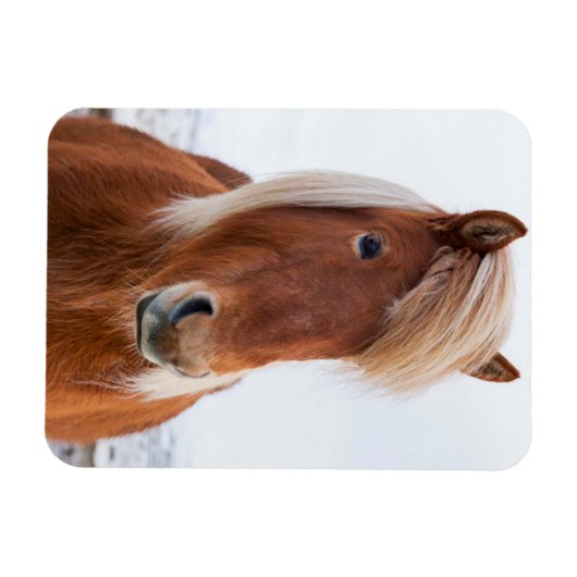 Isländisches Pferd im Winter Magnet (Horizontal)
