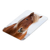 Isländisches Pferd im Winter Magnet (Linke Seite)