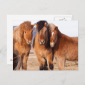 Isländisches Pferd im Winter Postkarte (Vorne/Hinten)