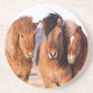 Isländisches Pferd im Winter Sandstein Untersetzer