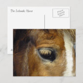 Isländisches Pferd - Island Postkarte (Vorne/Hinten)