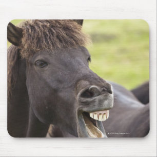 Isländisches Pferd mit lustigem Ausdruck Mousepad