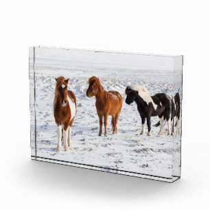 Isländisches Pferd mit typischem Winterfell Fotoblock