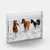 Isländisches Pferd mit typischer Wintermütze Fotoblock (Links)