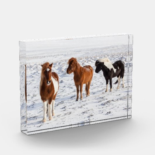 Isländisches Pferd mit typischer Wintermütze Fotoblock (Links)