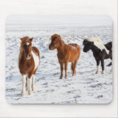 Isländisches Pferd mit typischer Wintermütze Mousepad (Vorne)