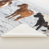 Isländisches Pferd mit typischer Wintermütze Sherpadecke (3/4)