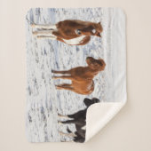 Isländisches Pferd mit typischer Wintermütze Sherpadecke (Vorderseite)