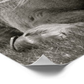 Isländisches Pferd Poster (Ecke)