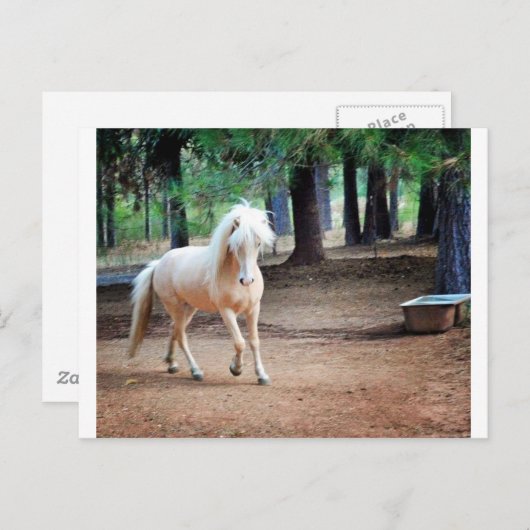 Isländisches Pferd Postkarte (Vorne/Hinten)