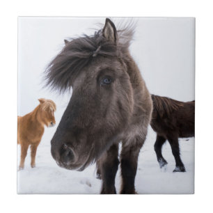 Isländisches Pferd-Potrait, Island Fliese