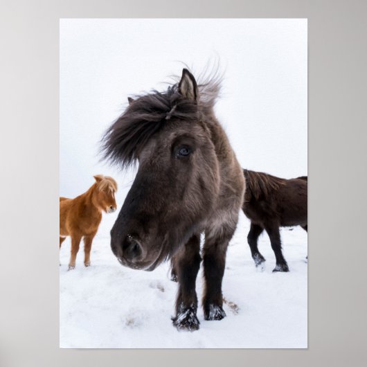 Isländisches Pferd-Potrait, Island Poster (Vorne)