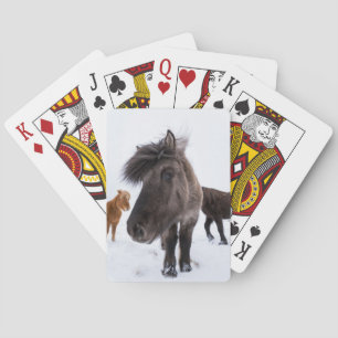 Isländisches Pferd-Potrait, Island Spielkarten