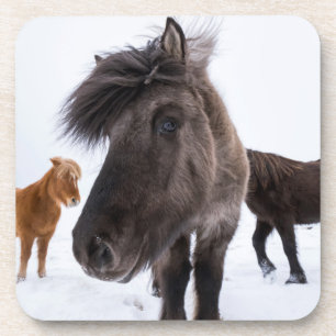 Isländisches Pferd-Potrait, Island Untersetzer