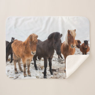 Isländisches Pferd während des Winters Island Sherpadecke