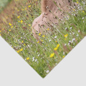 Isländisches Pferdefohlen-Seidenpapier Seidenpapier (Ausschnitt)