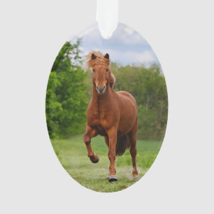 Isländisches Pony lässt Tölt lustige Ornament