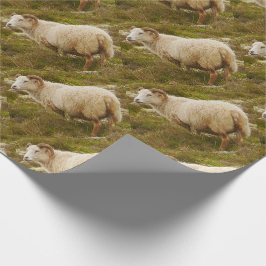 Isländisches Schaf-Packpapier Geschenkpapier (Ecke)