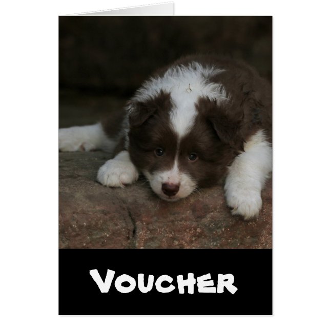 IsländischSheepdog_20171201_by_JAMFoto (Vorne)