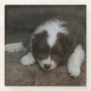 IsländischSheepdog_20171201_by_JAMFoto Glasuntersetzer
