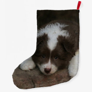 IsländischSheepdog_20171201_by_JAMFoto Großer Weihnachtsstrumpf