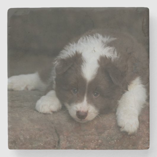 IsländischSheepdog_20171201_by_JAMFoto Steinuntersetzer (Vorderseite)