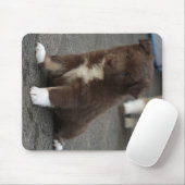 IsländischSheepdog_20171202_by_JAMFoto Mousepad (Mit Mouse)