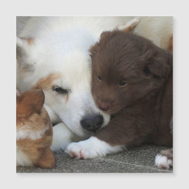 IsländischSheepdog_20171203_by_JAMFoto Magnetkarte (Vorderseite)