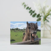 Islandpferd, Isländer Postkarte (Stehend Vorderseite)