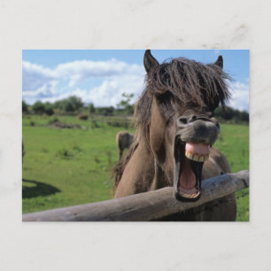Islandpferd, Isländer Postkarte